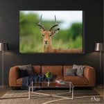 wild impala deer animal wall art