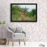 Wild Impala Deer (Single Panel) | Animal Wall Art